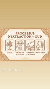 Le Processus d’Extraction du Oud